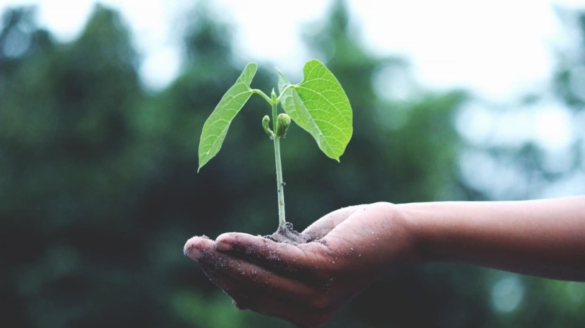 plant-growth-hand