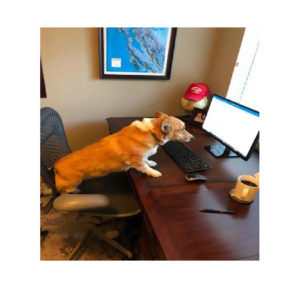 I Caught My Dog Issuing Pre-Approvals (True Story)