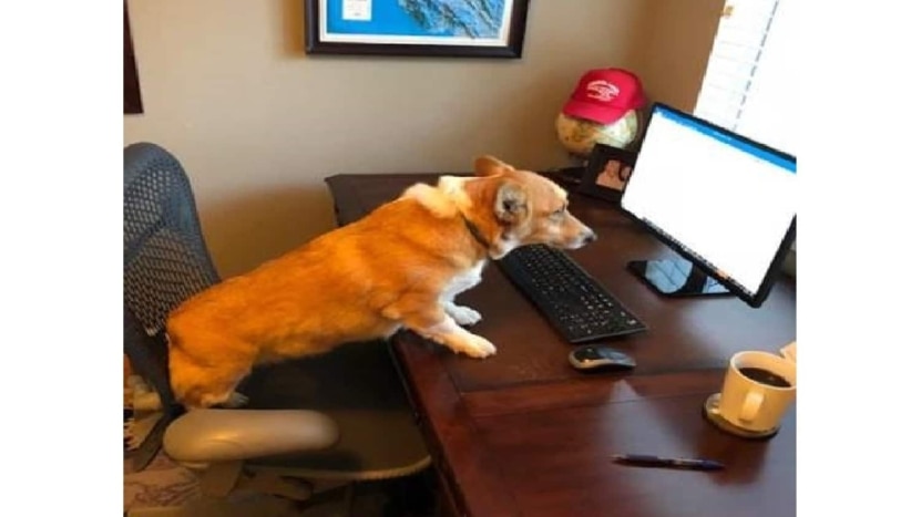 I Caught My Dog Issuing Pre-Approvals (True Story)