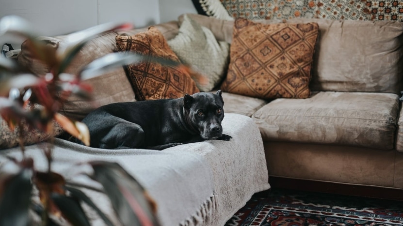 black dog lying on couch at home during the COVID-19 Shelter In Place Order in the Bay Area.