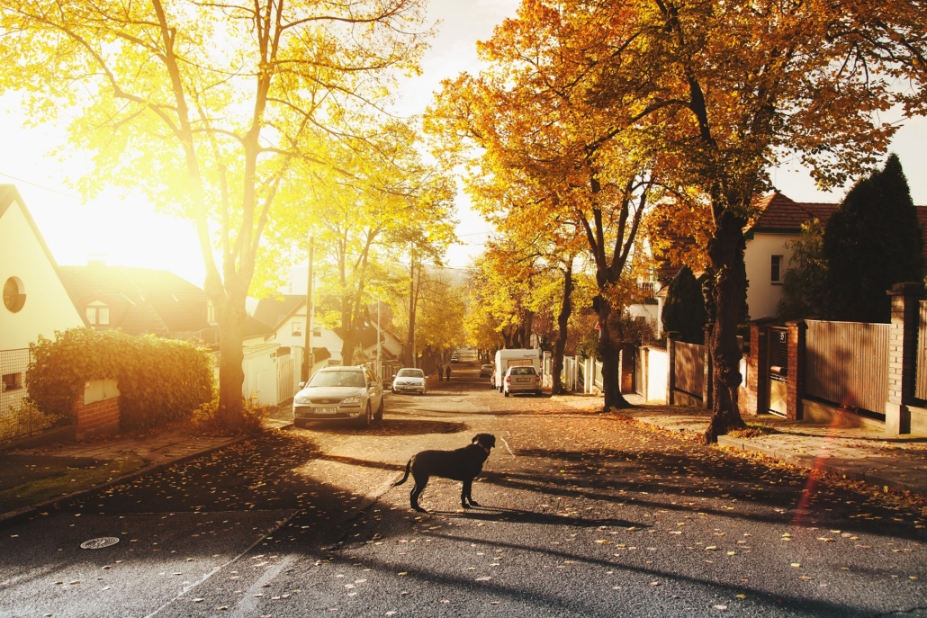 black dog standing in the middle of a black asphalt road along a neighborhood lined with cars and trees with yellow leaves 
