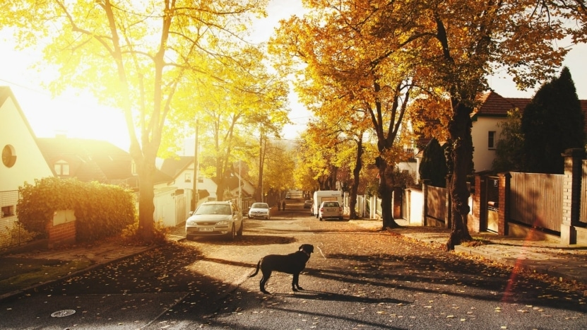 black dog standing in the middle of a asphalt road along a neighborhood lines with cars and trees with yellow leaves