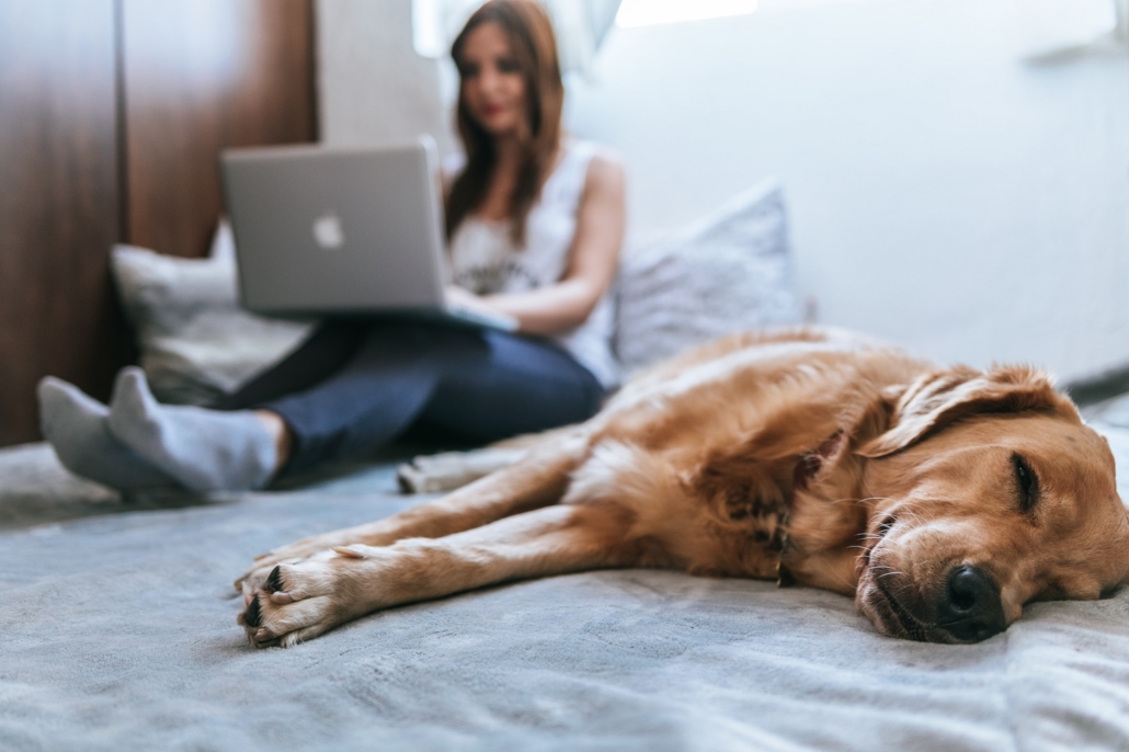 golden retriever dog sleeping on a white bed with a seated woman in the background working on a silver mac laptop