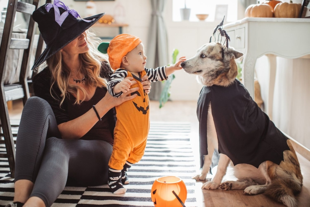 mom holds up a a baby dressed as a pumpkin to pet dog dressed as a vampire the day before halloween