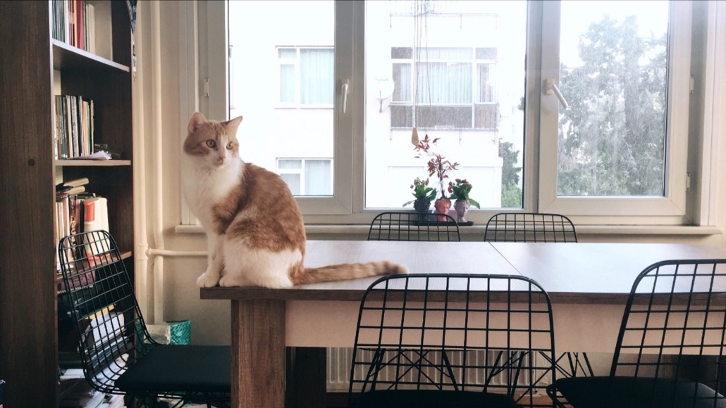 A cat sits on a kitchen table in a house purchased with a mortgage a high interest rate.