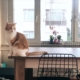 A cat sits on a kitchen table in a house purchased with a mortgage a high interest rate.
