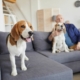 baby boomer bald man sits on couch with two beagle dogs