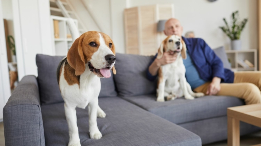 baby boomer bald man sits on couch with two beagle dogs