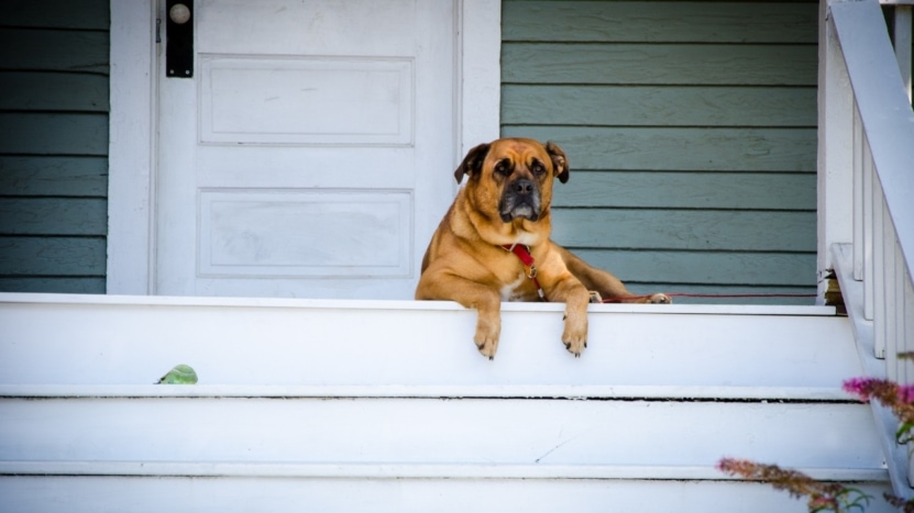 Dog sitting on the front porch of his home