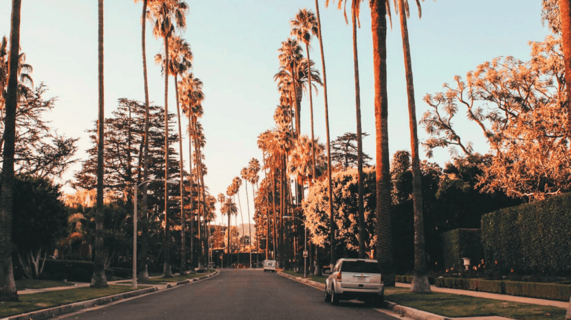 Palm Tree Lined Residential Street In Los Angeles, California