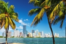 Miami Skyline with palm trees