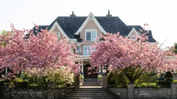 House in spring with cherry blossoms out front