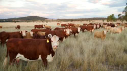 Herd of cows staring at the photographer, curious as to what they are looking at.