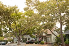 Foggy morning light shines on trees in a neighborhood