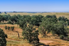 Landscape of rolling hills, trees and a bright blue sky near Rancho Cordova California