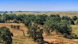Landscape of rolling hills, trees and a bright blue sky near Rancho Cordova California