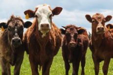 Why Beef and Mortgages Are So Expensive (It’s The Same Reason!); AI TOO!
