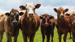 Why Beef and Mortgages Are So Expensive (It’s The Same Reason!); AI TOO!